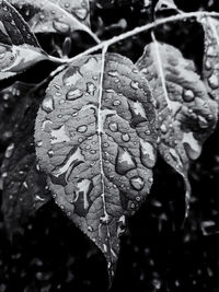 Close-up of wet leaf