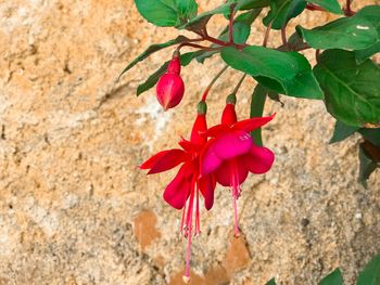 Close-up of red flower