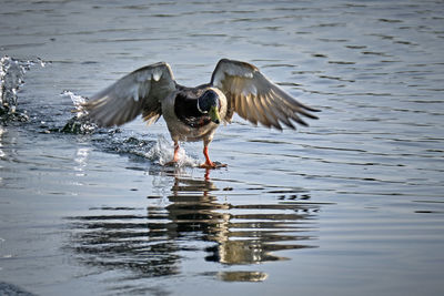 Bird flying over lake