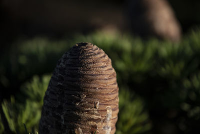 Close-up of pine cone on field