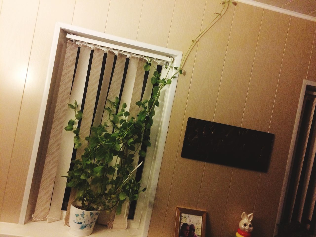 POTTED PLANTS ON WALL OF HOUSE