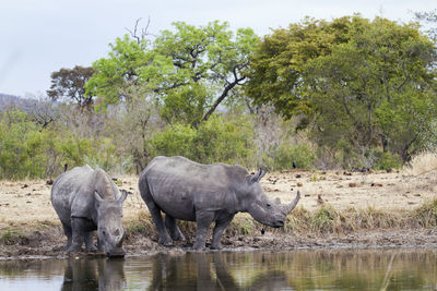 White rhinoceros standing on field by lake