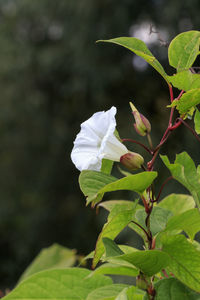 Close-up of white flowering plant