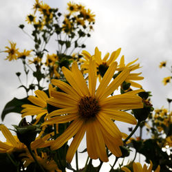 Close-up of yellow flowering plant against sky