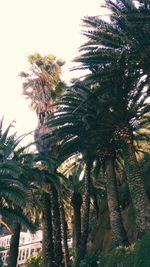 Low angle view of palm trees against sky