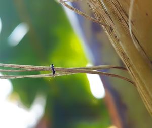 Close-up of damselfly on grass