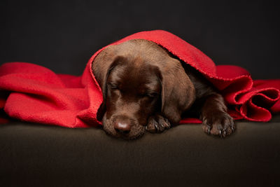 Close-up of puppy on blanket