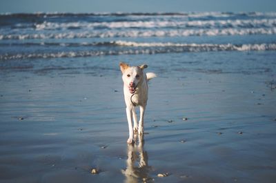 Dog standing at beach