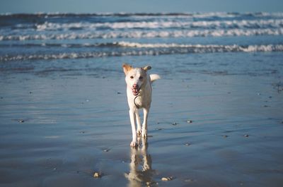 Dog in water
