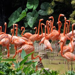 View of birds in lake