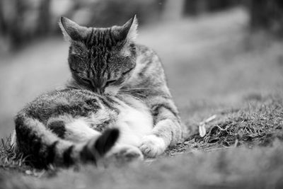 Close-up of a cat resting on field