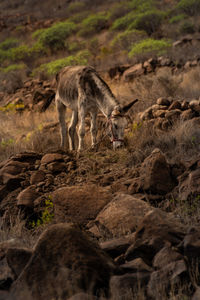 View of an animal on rock