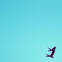 Low angle view of bird flying against blue sky