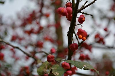 Close-up of berries on tree