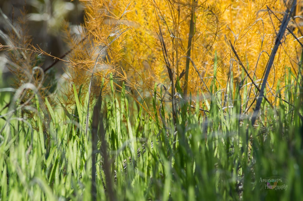 CLOSE-UP OF PLANTS