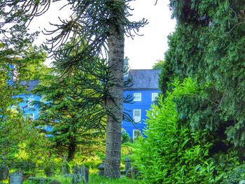 Low angle view of trees