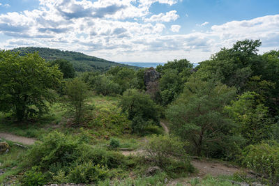 Scenic view of forest against sky