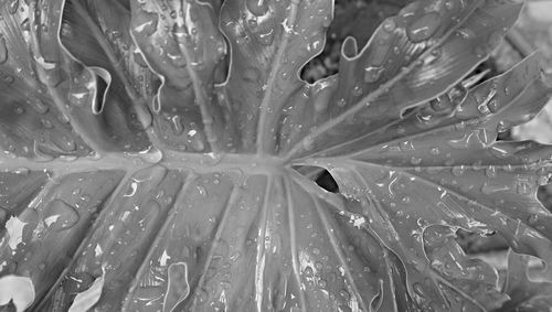 Full frame shot of wet leaf