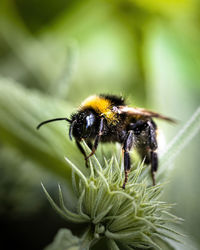 Close-up of bee pollinating flower