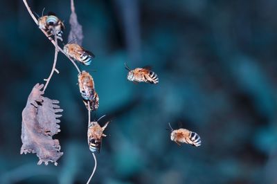 Close-up of insects flying by plant