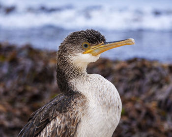 Close-up of a bird