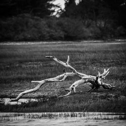 Driftwood on a salt marsh