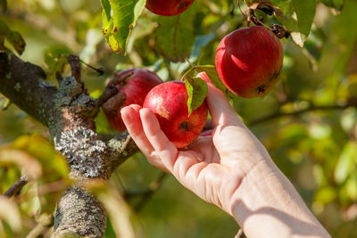 Midsection of person holding apple on tree