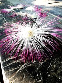 High angle view of pink flowering plant