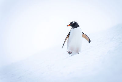 Gentoo penguin crosses snowy slope turning head