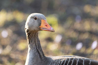 Close-up of a bird