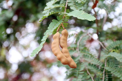 Close-up of dead plant hanging on tree