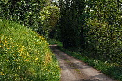 Footpath amidst trees in forest