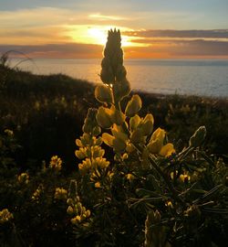 Close-up of yellow flowering plant by sea against sunset sky