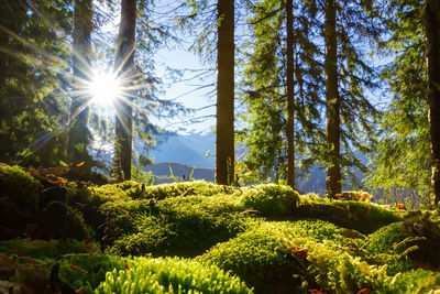 Low angle view of trees in forest