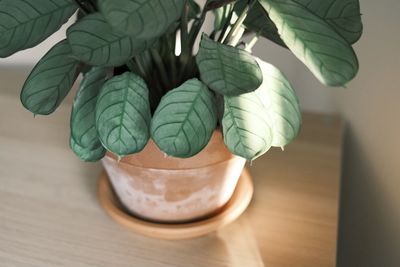 High angle view of green leaf on table