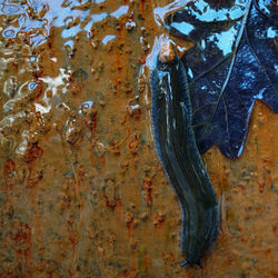 High angle view of a reptile on metal