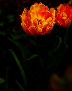 Close-up of orange rose flower