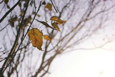Close-up of dry leaves on tree during autumn