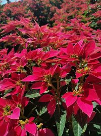 Close-up of pink flowering plants