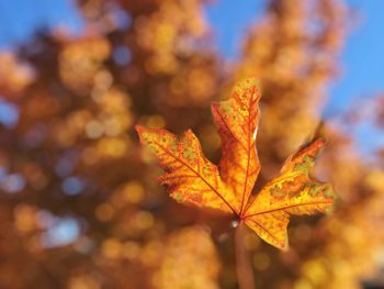Close-up of maple leaf on tree during autumn