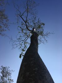 Low angle view of tree against clear blue sky