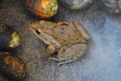 Close-up of frog