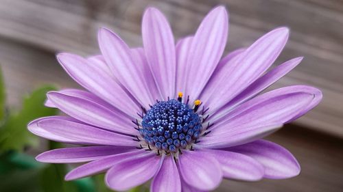 Close-up of purple flower blooming outdoors