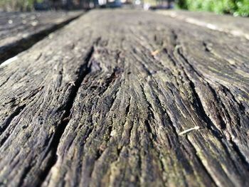 Close-up of tree stump