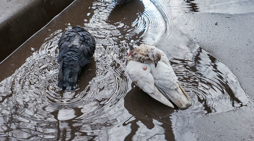 High angle view of birds in lake