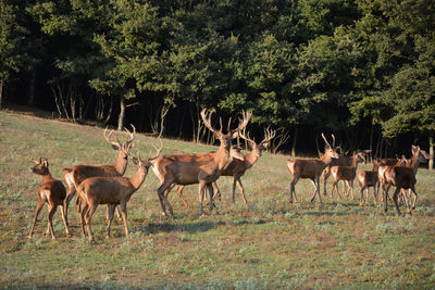 Horses standing on field against trees