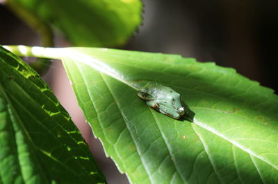 Close-up of insect on leaf