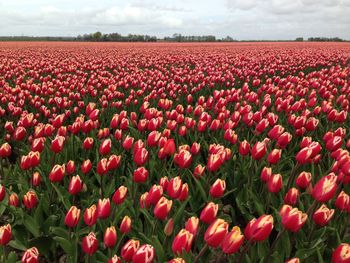 Red tulips in field