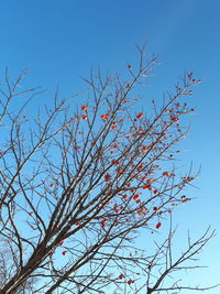 Low angle view of bare tree against clear blue sky