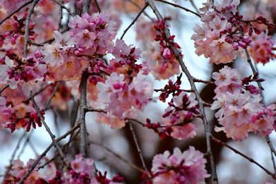 Close-up of pink cherry blossoms in spring